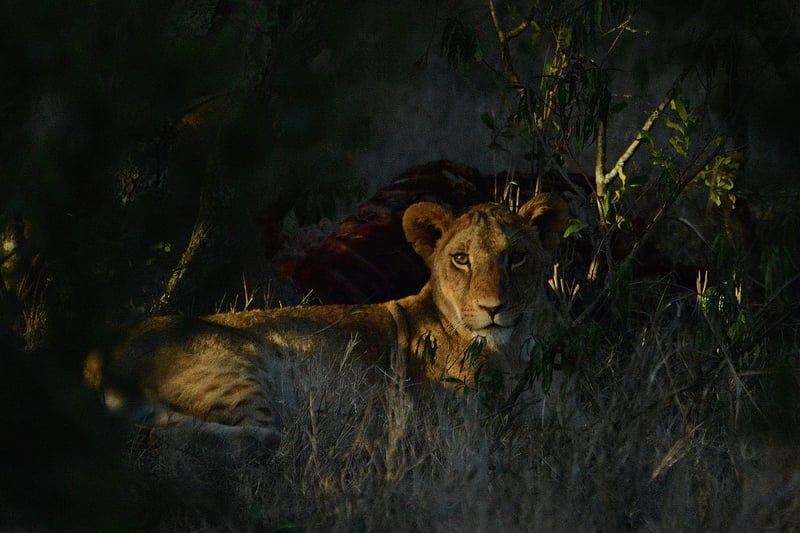 African Safari