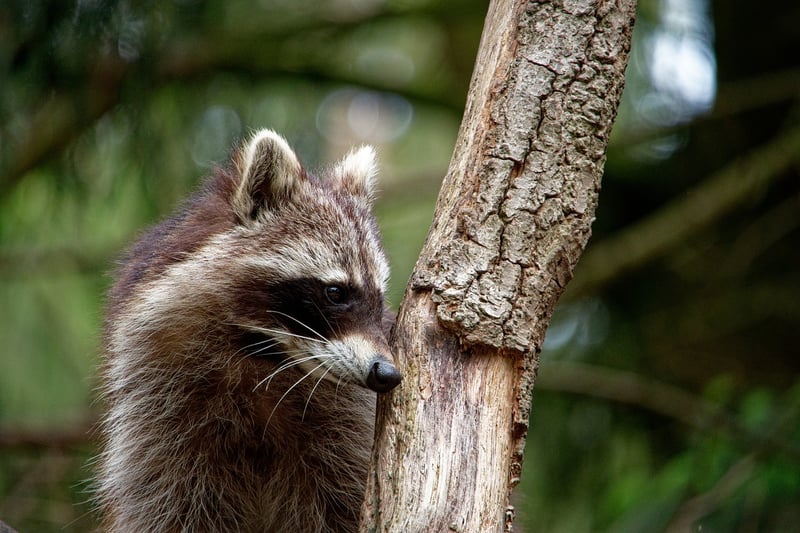 Raccoon in the wild